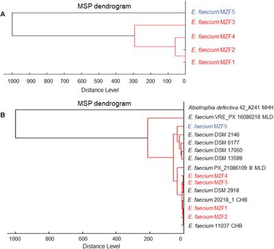 Evaluation of Probiotic Properties and Safety of Enterococcus faecium Isolated From Artisanal Tunisian Meat “Dried Ossban”